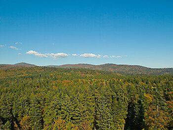 Aussicht auf den Nationalpark Bayerischer Wald vom Baumwipfelpfad im Nationalparkzentrum Lusen